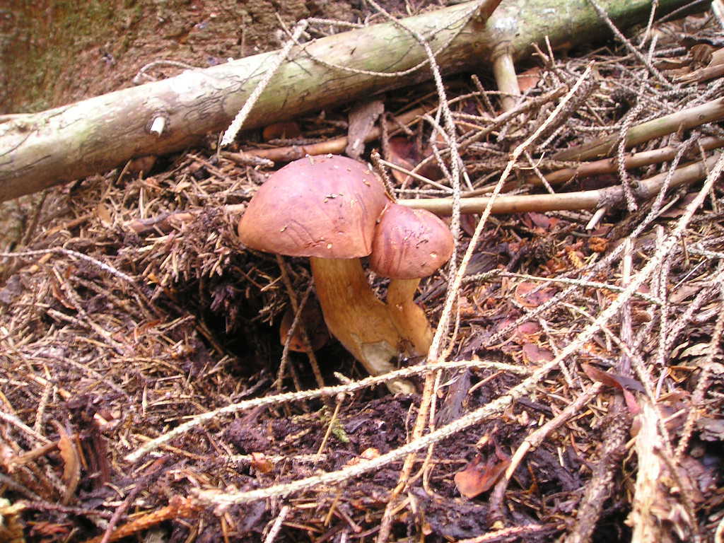 Hřib hnědý (Xerocomus badius)  (2)