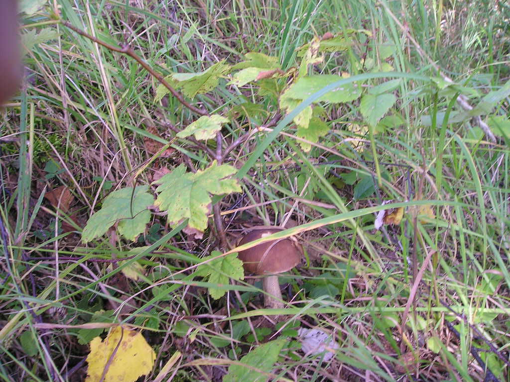 Hřib hnědý (Xerocomus badius)  (3)