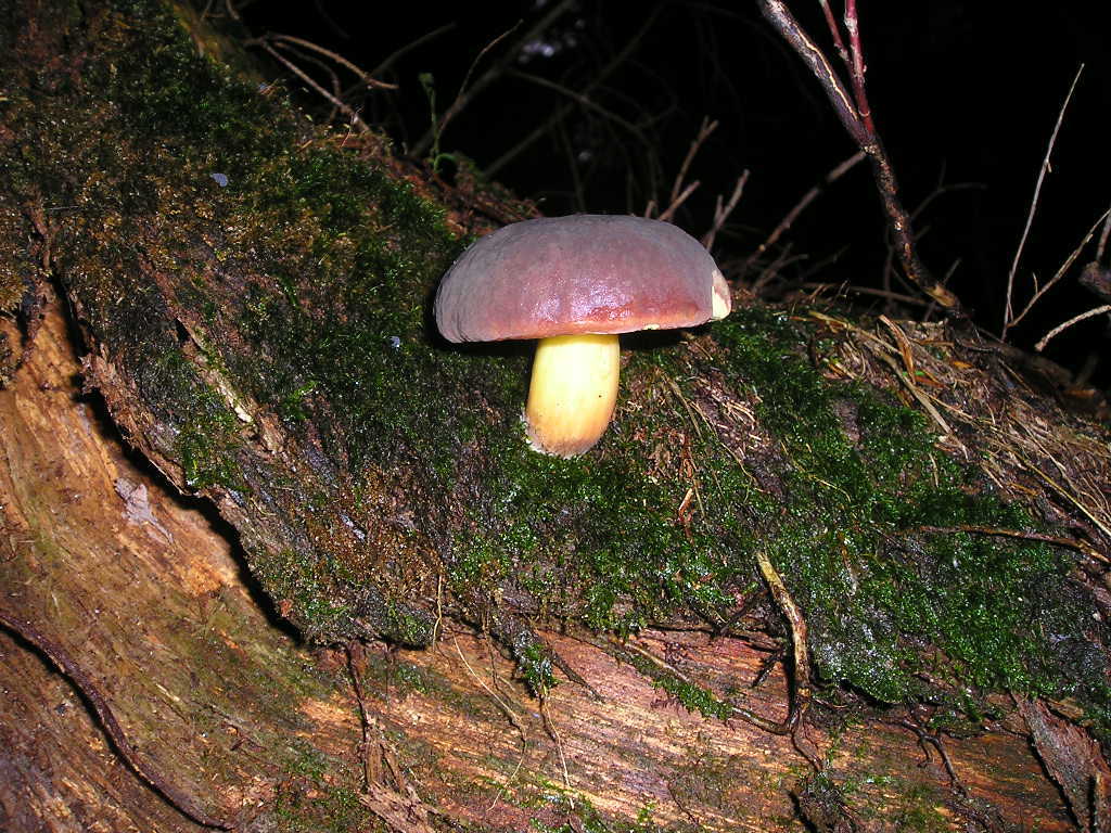 Hřib hnědý (Xerocomus badius)  (4)