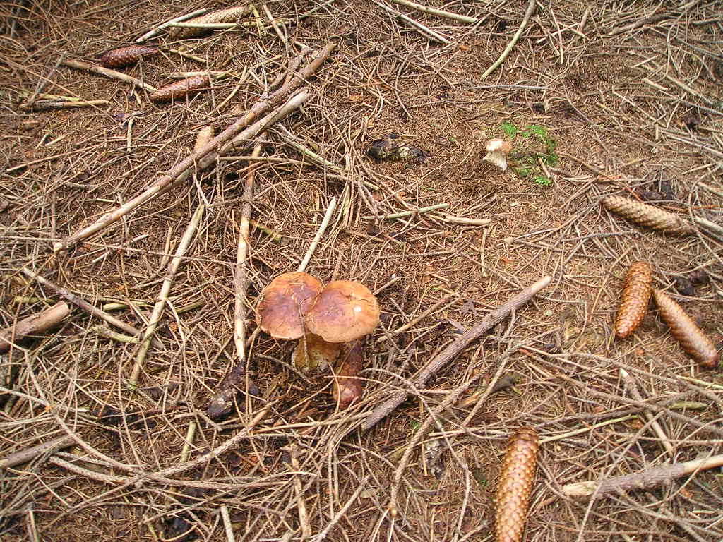 Hřib hnědý (Xerocomus badius)  (5)