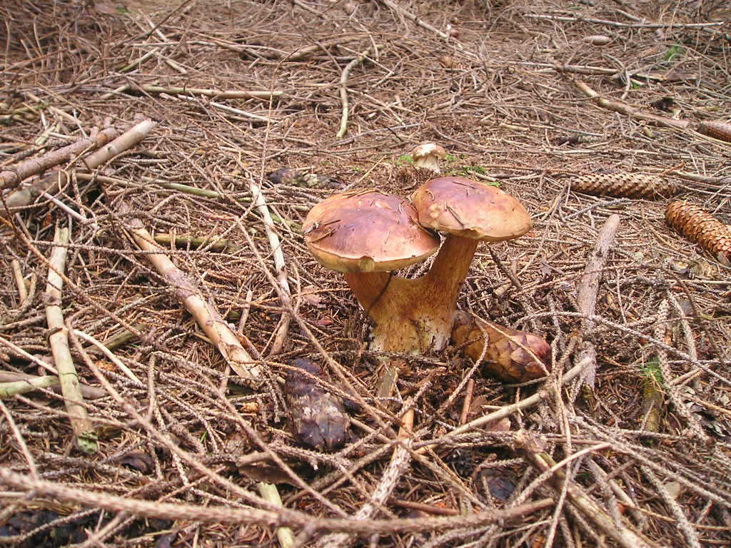 Hřib hnědý (Xerocomus badius)  (9)
