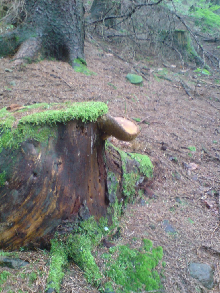 Hřib hnědý (Xerocomus badius)  (10)