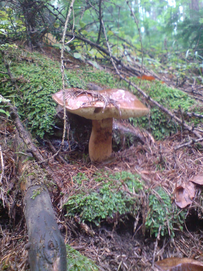 Hřib hnědý (Xerocomus badius)  (11)