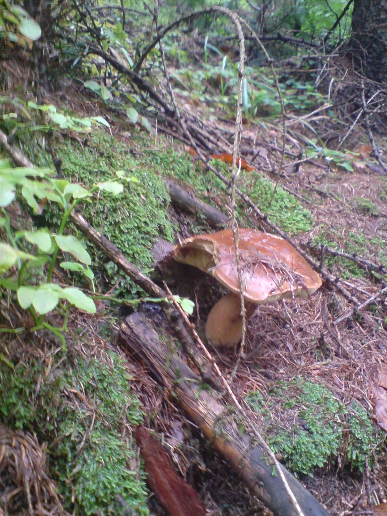 Hřib hnědý (Xerocomus badius)  (12)
