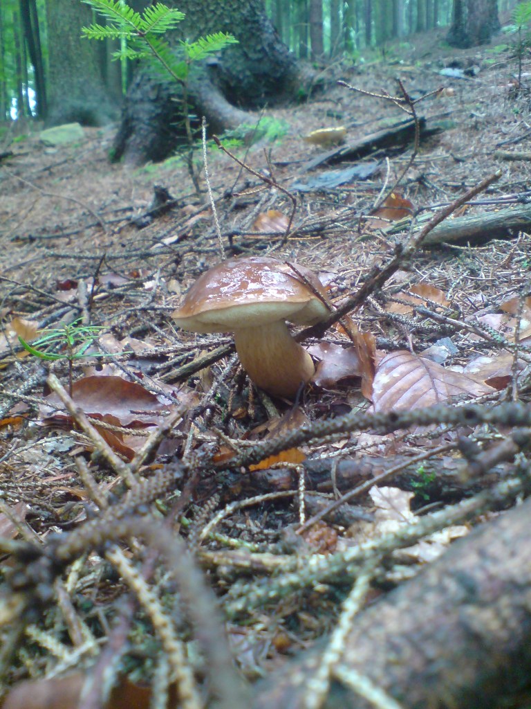 Hřib hnědý (Xerocomus badius)  (13)