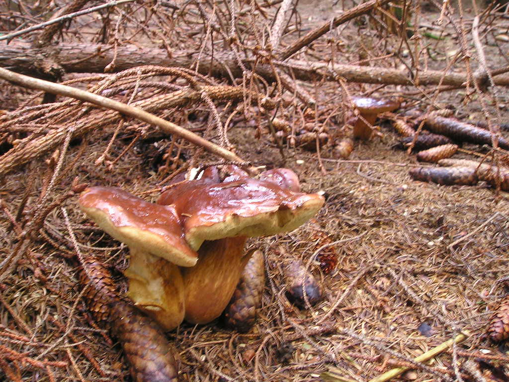 Hřib hnědý (Xerocomus badius)  (15)