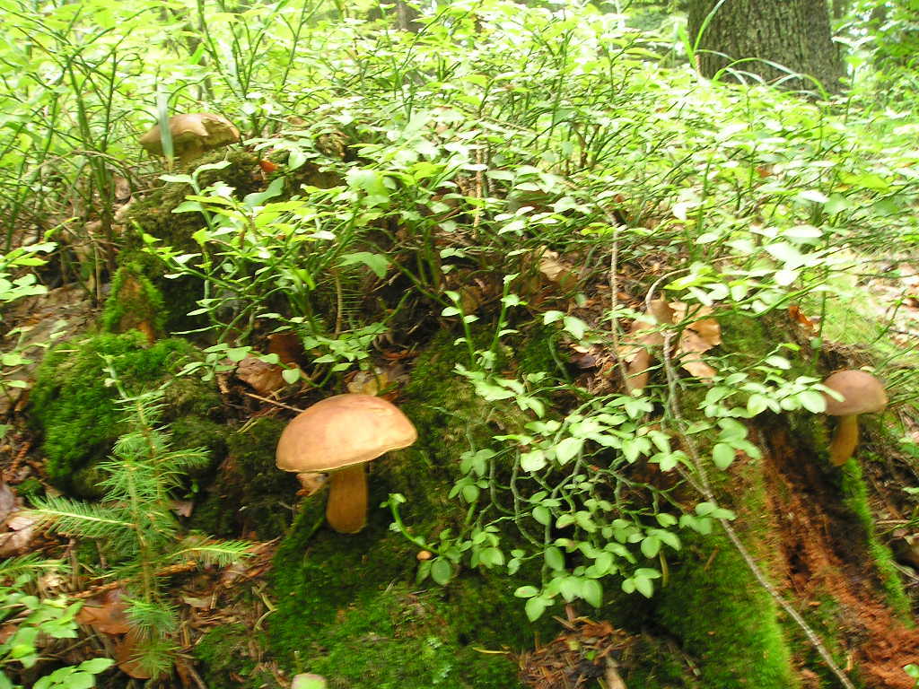 Hřib hnědý (Xerocomus badius)  (16)