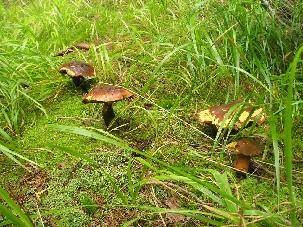 Hřib kolář (Boletulus luridus) (2)