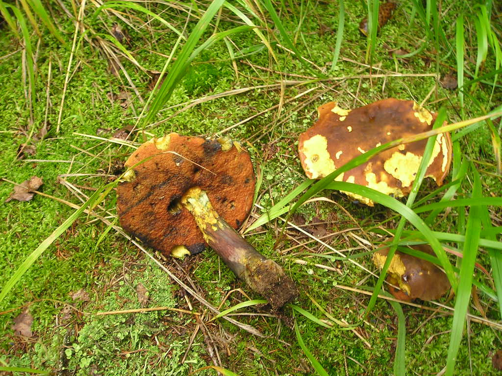 Hřib kolář (Boletulus luridus) (3)