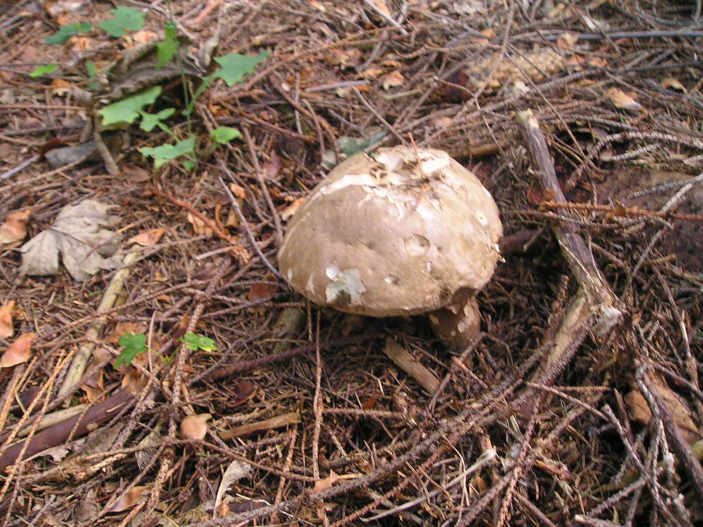 Hřib nachovýtrusný (Porphyrellus porphyrosporus) (1)