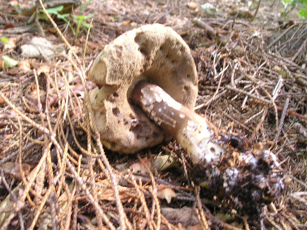 Hřib nachovýtrusný (Porphyrellus porphyrosporus) (2)