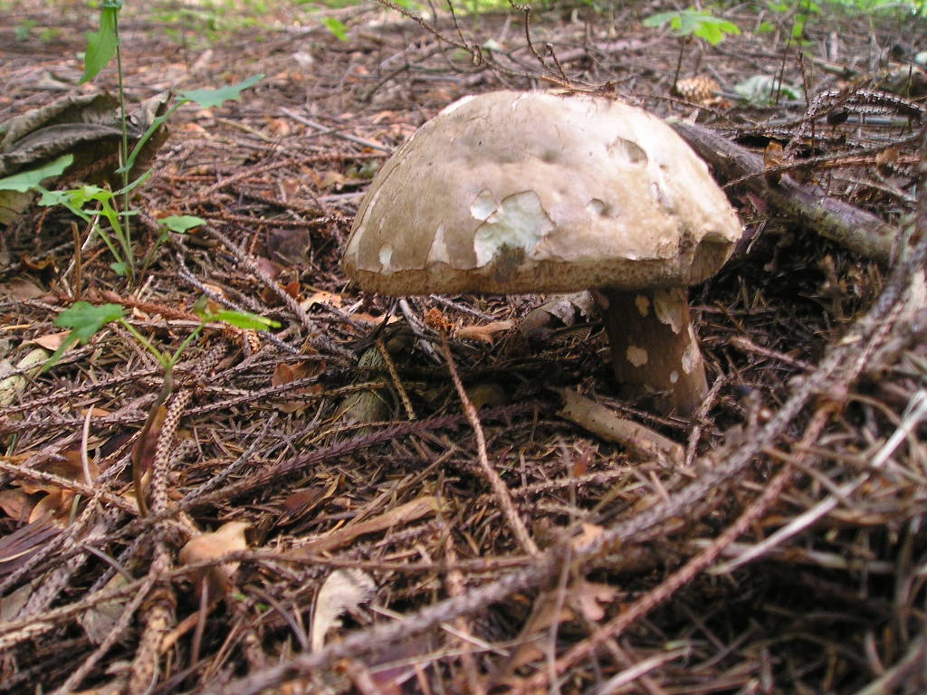 Hřib nachovýtrusný (Porphyrellus porphyrosporus)