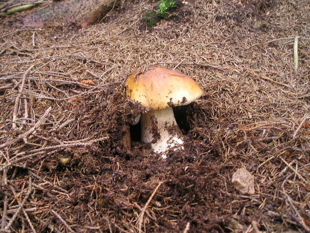 Hřib pravý (Boletus edulis)  (3)