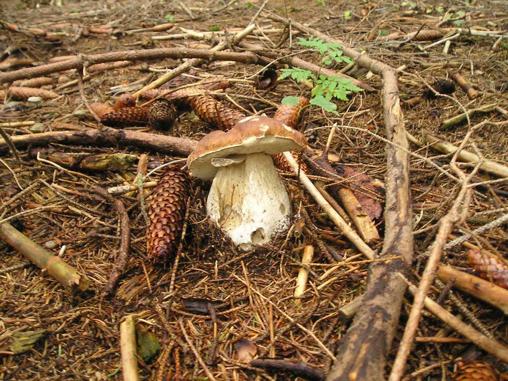 Hřib pravý (Boletus edulis)  (5)