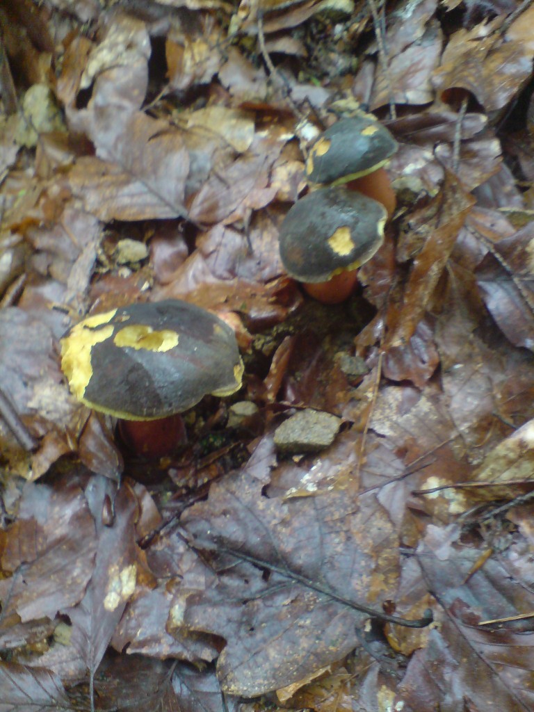 Hřib žlutomasý (Xerocomus chrysenreron) (1)