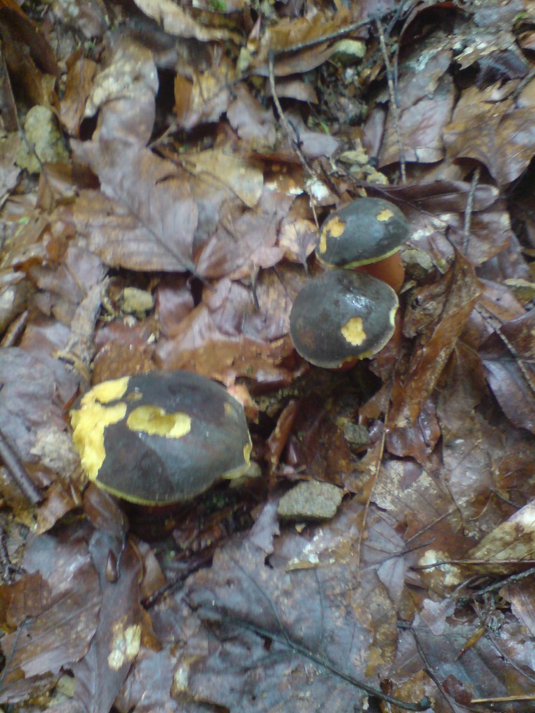 Hřib žlutomasý (Xerocomus chrysenreron) (2)