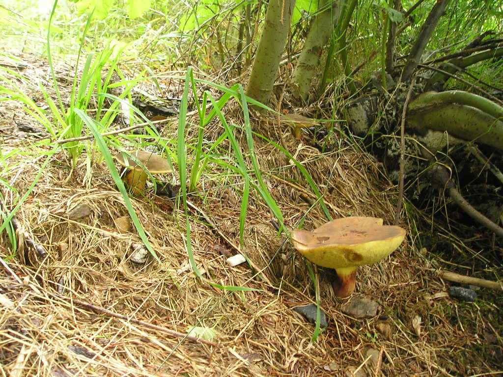 Hřib žlutomasý (Xerocomus chrysenreron) (3)