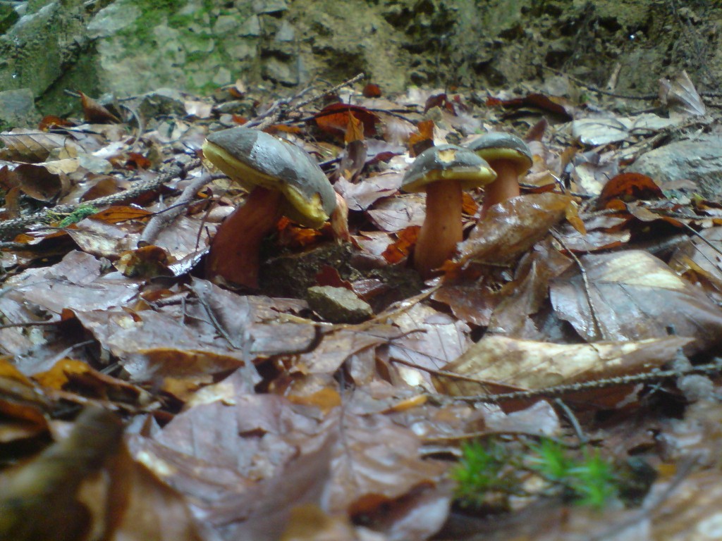 Hřib žlutomasý (Xerocomus chrysenreron) (4)