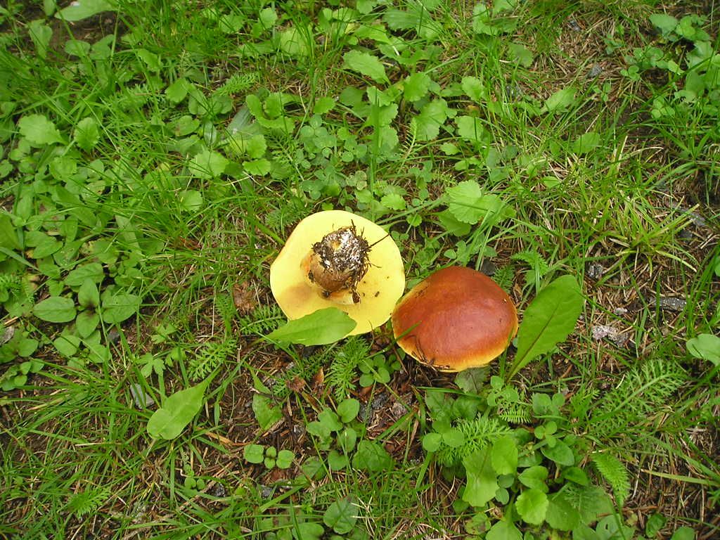 Klouzek sličný (Suillus grevillei) (1)