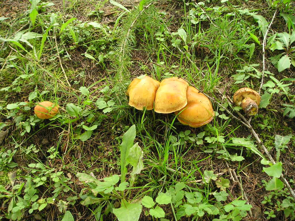 Klouzek sličný (Suillus grevillei) (3)