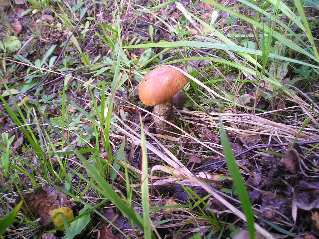 Křemenáč březový (Leccinum atrostipitatum) (3)