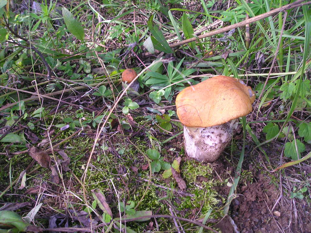 Křemenáč březový (Leccinum atrostipitatum) (4)