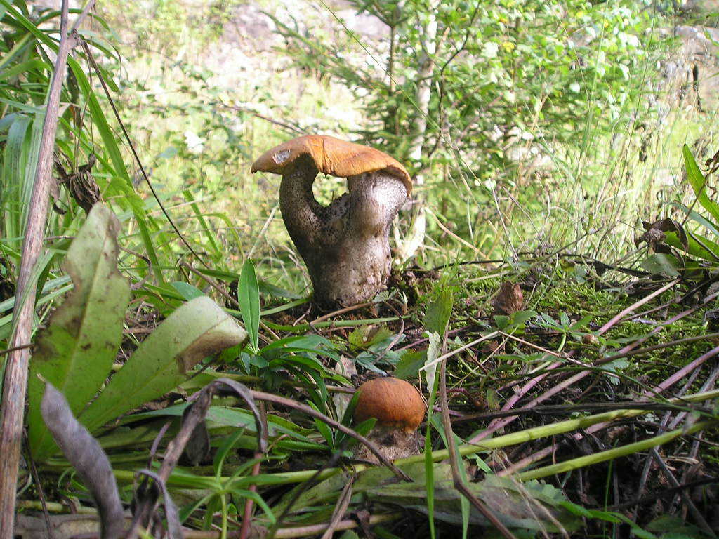 Křemenáč březový (Leccinum atrostipitatum) (5)
