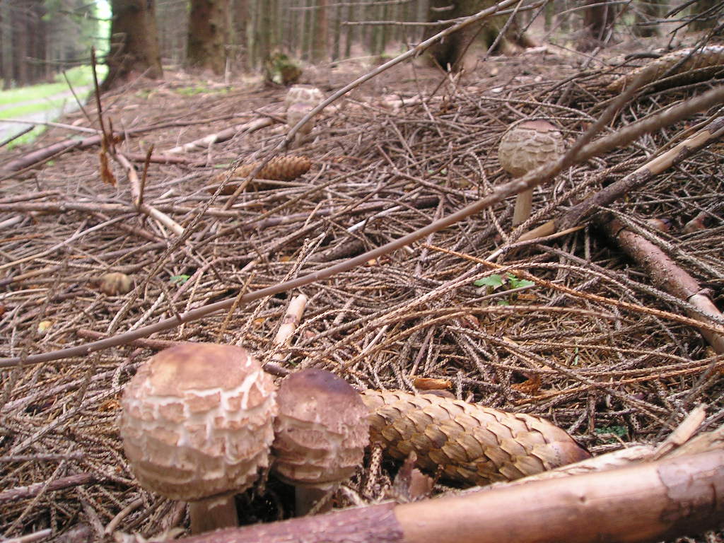 Bedla červenající (Macrolepiota rhacodes)  (1)