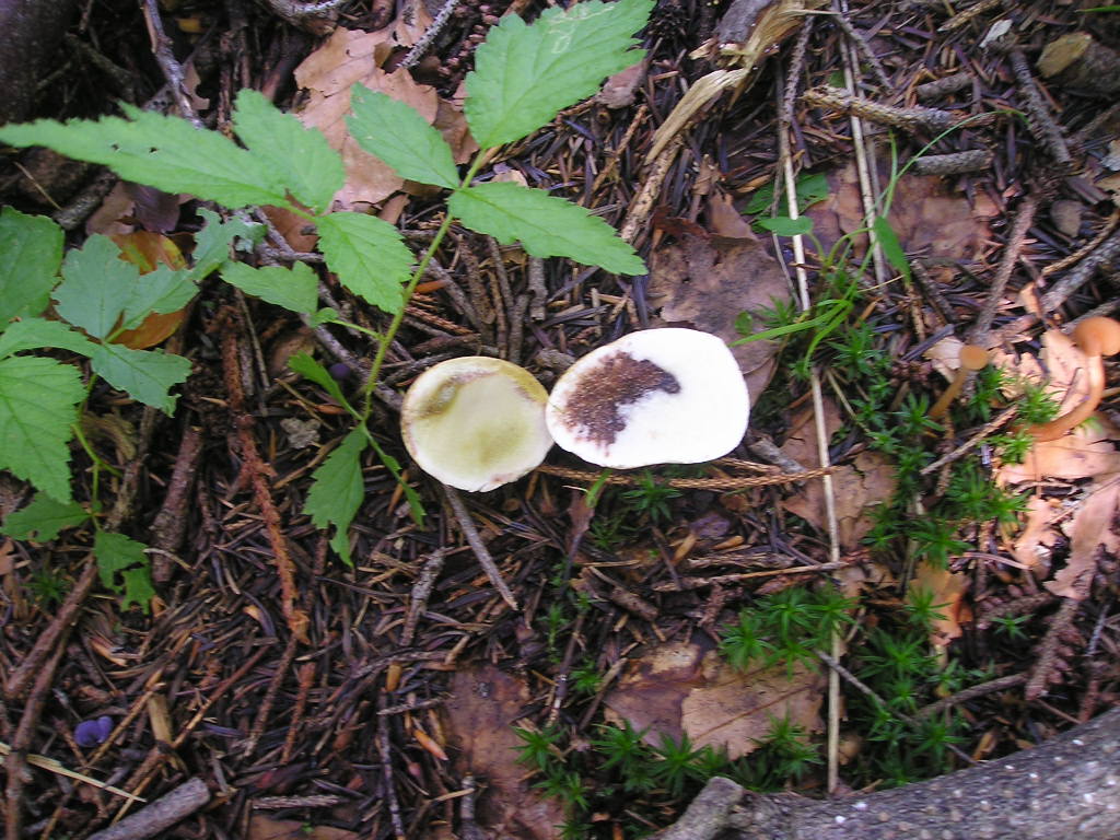 Pestřec obecný (Scleroderma citrinum)