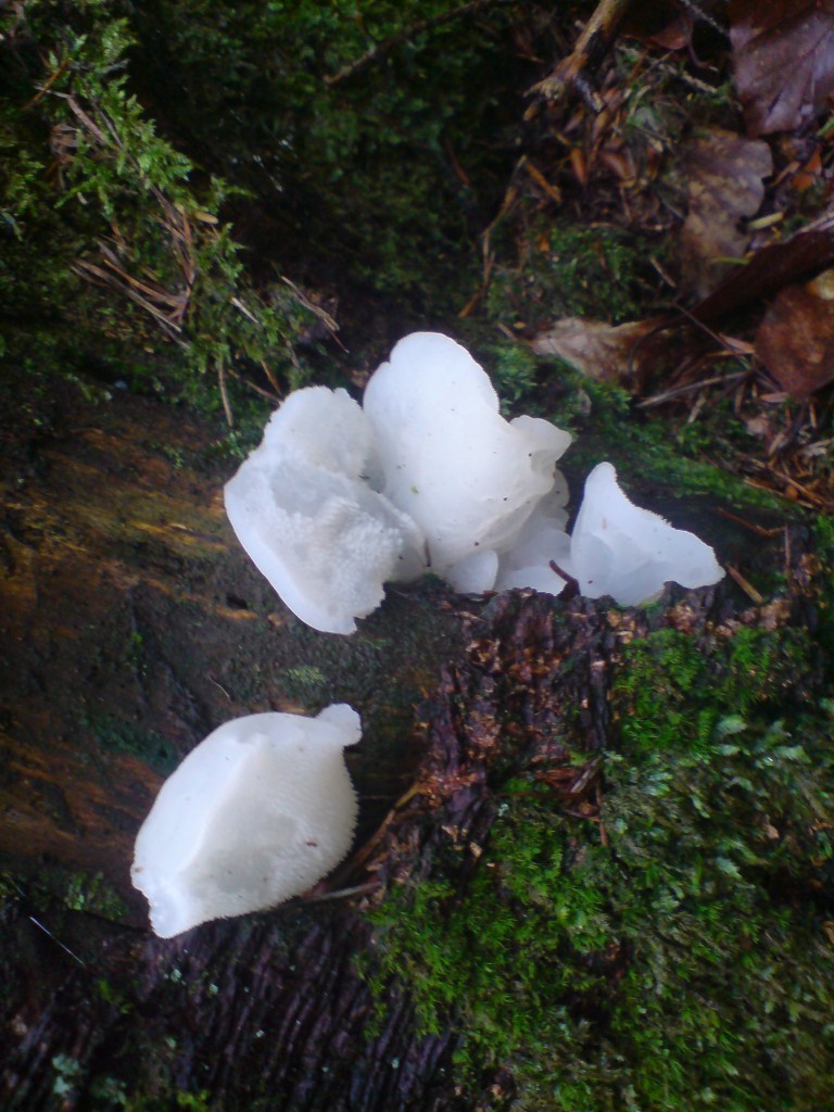 Rosolozub huspenitý (Pseudohydnum gelatinosum) (7)