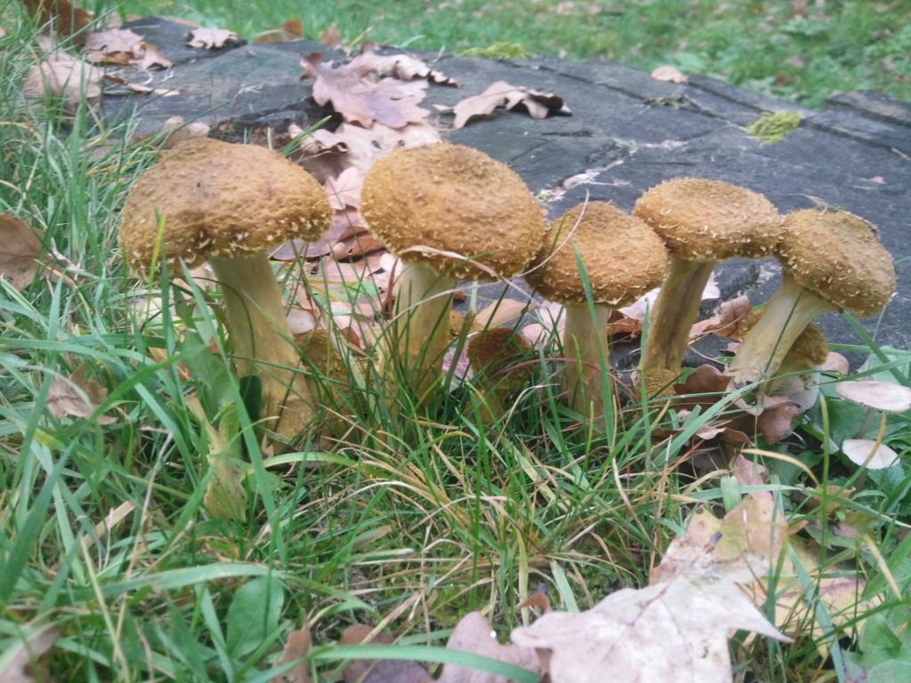 Václavka obecná (Armillaria mellea) (14)