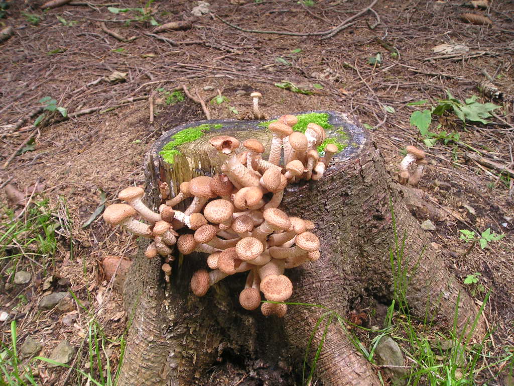 Václavka obecná (Armillaria mellea) (16)