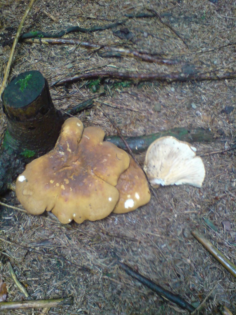 Čechratka černohuňatá (Paxillus atrotomentosus)