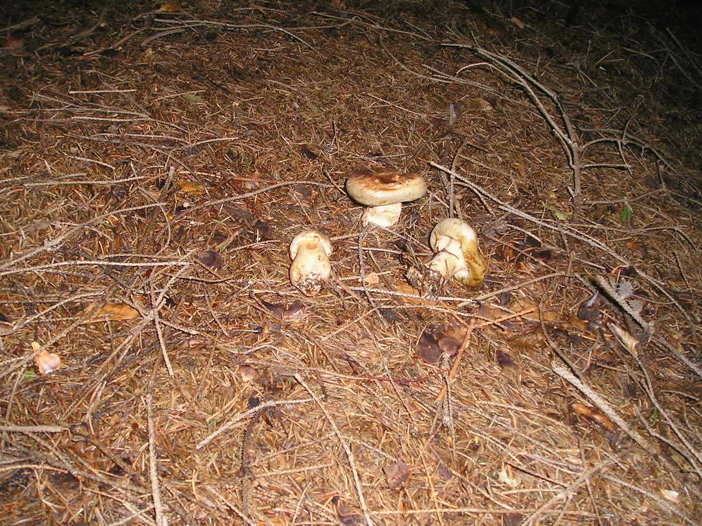 Čechratka podvinutá (Paxillus involutus) (2)