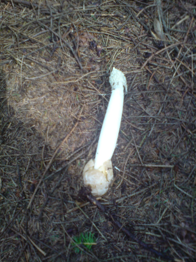 Hadovka smrdutá (Phallus impudicus)