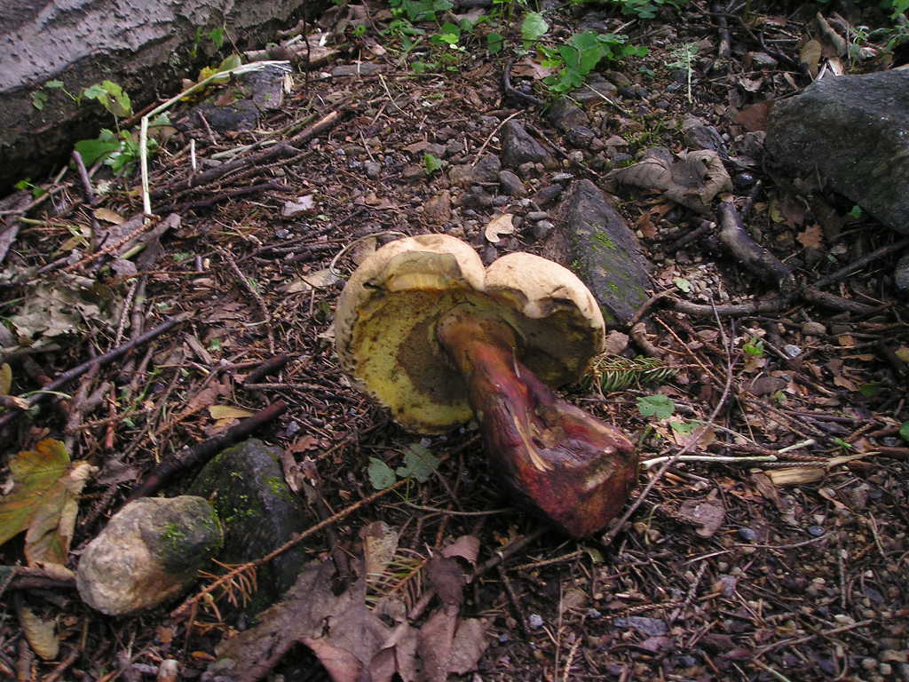 Hřib kříšť (Boletus calopus)  (2)