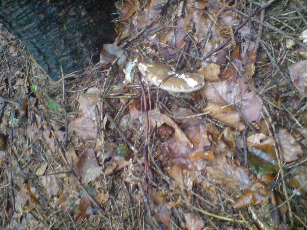 Hřib žlučník (Tylopilus felleus) (1)