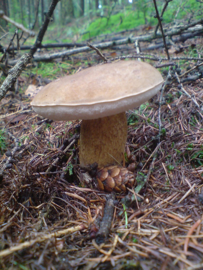 Hřib žlučník (Tylopilus felleus) (3)