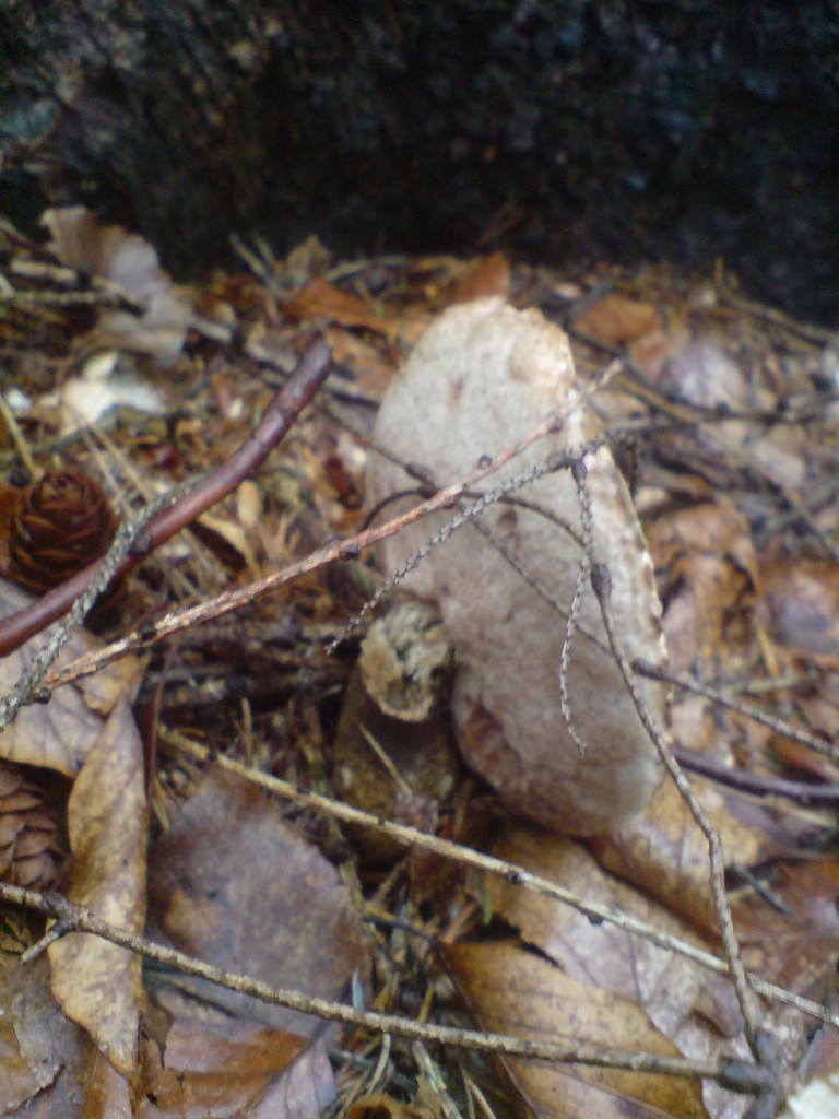 Hřib žlučník (Tylopilus felleus) (4)