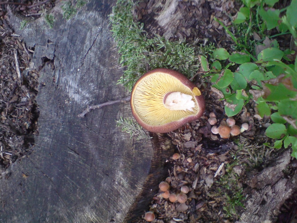 Šafránka červenožlutá (Tricholomopsis rutilans)  (4)