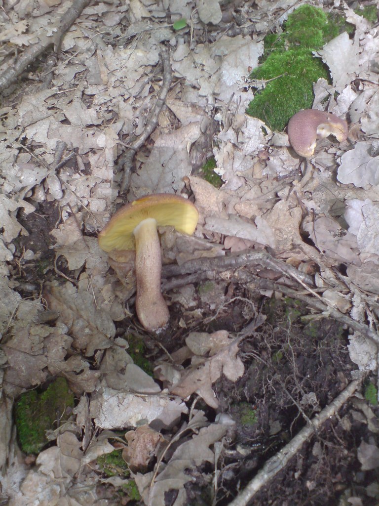 Šafránka červenožlutá (Tricholomopsis rutilans)  (13)