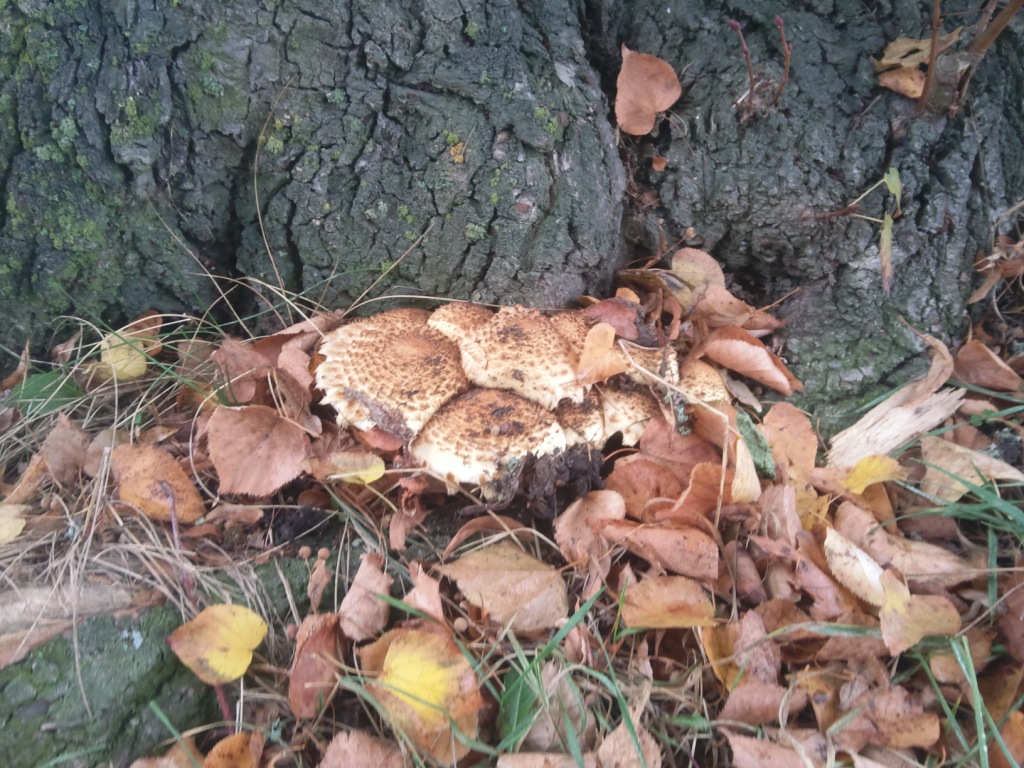 Šupinovka zhoubná (Pholiota destruens) (5)