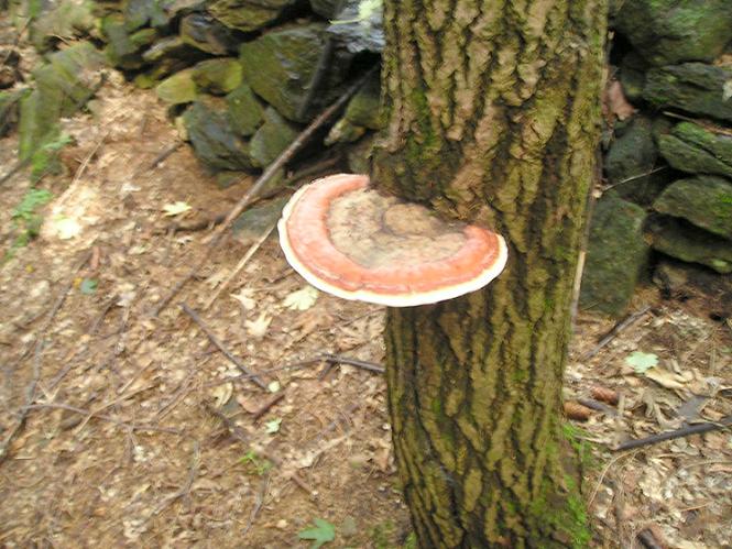 Troudnatec pásovaný (Fomitopsis pinicola)