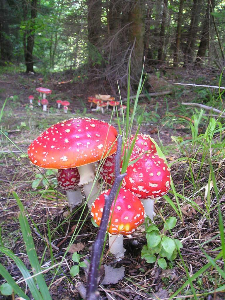 Muchomůrka červená (Amanita muscaria) (1)