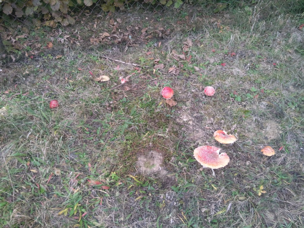 Muchomůrka červená (Amanita muscaria) (9)