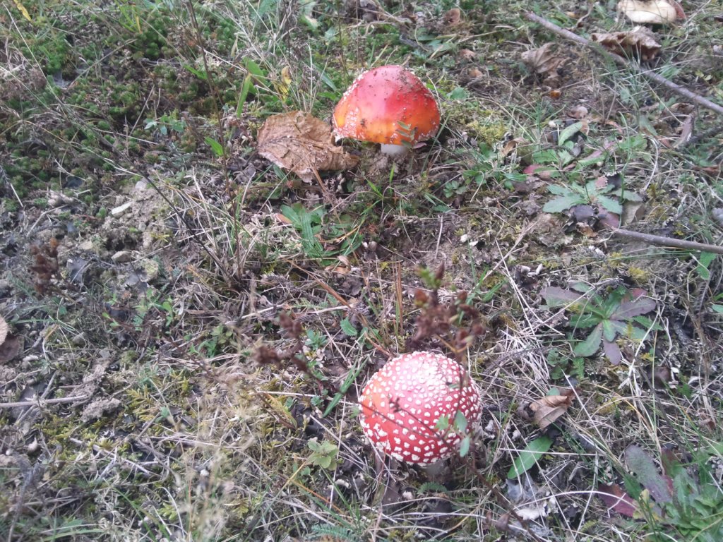 Muchomůrka červená (Amanita muscaria) (10)