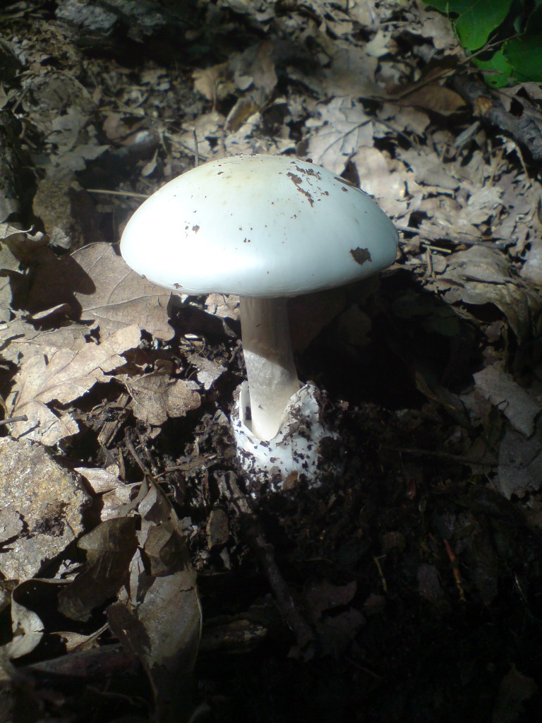 Muchomůrka zelená (Amanita phalloides var. alba) (1)