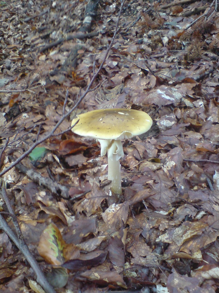 Muchomůrka zelená (Amanita phalloides) (2)