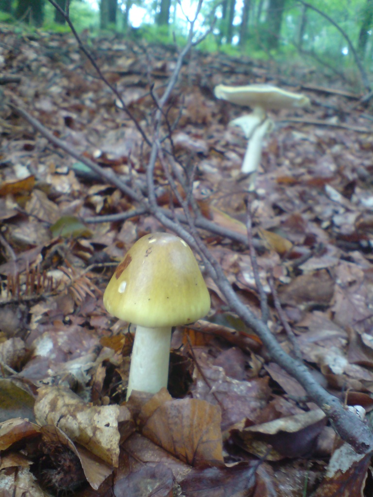 Muchomůrka zelená (Amanita phalloides) (3)