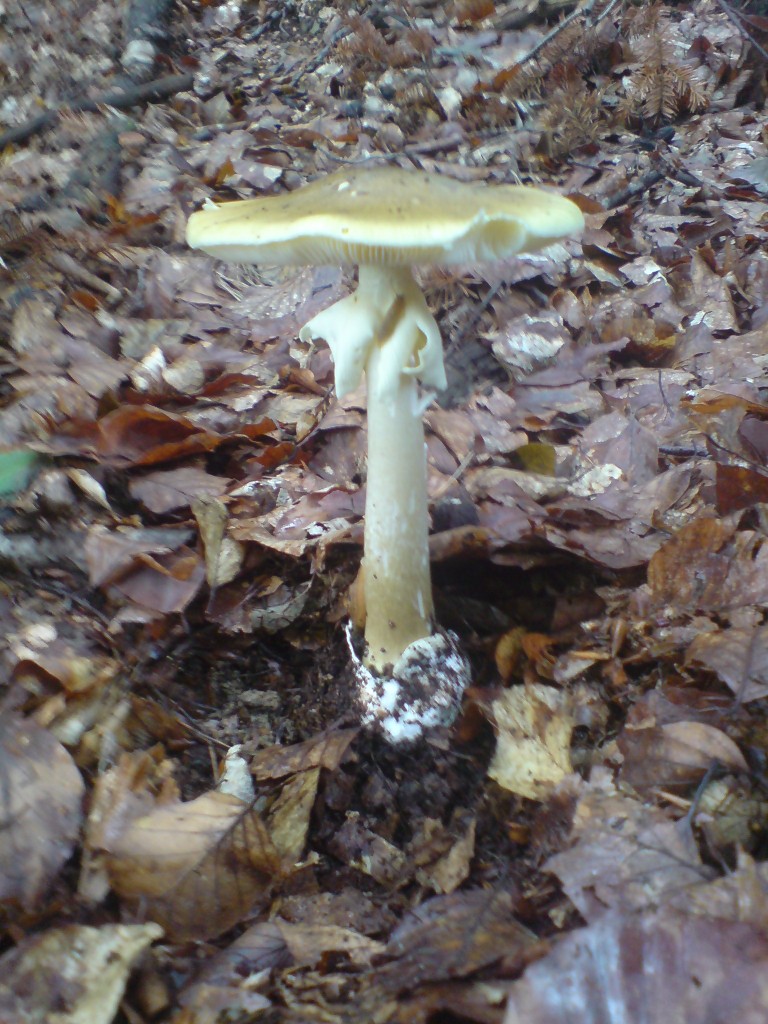 Muchomůrka zelená (Amanita phalloides) (4)